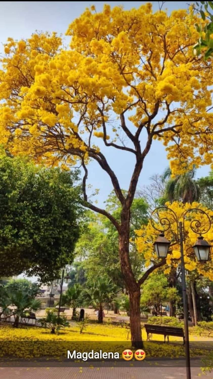 Tajibo amarillo en flor en la plaza